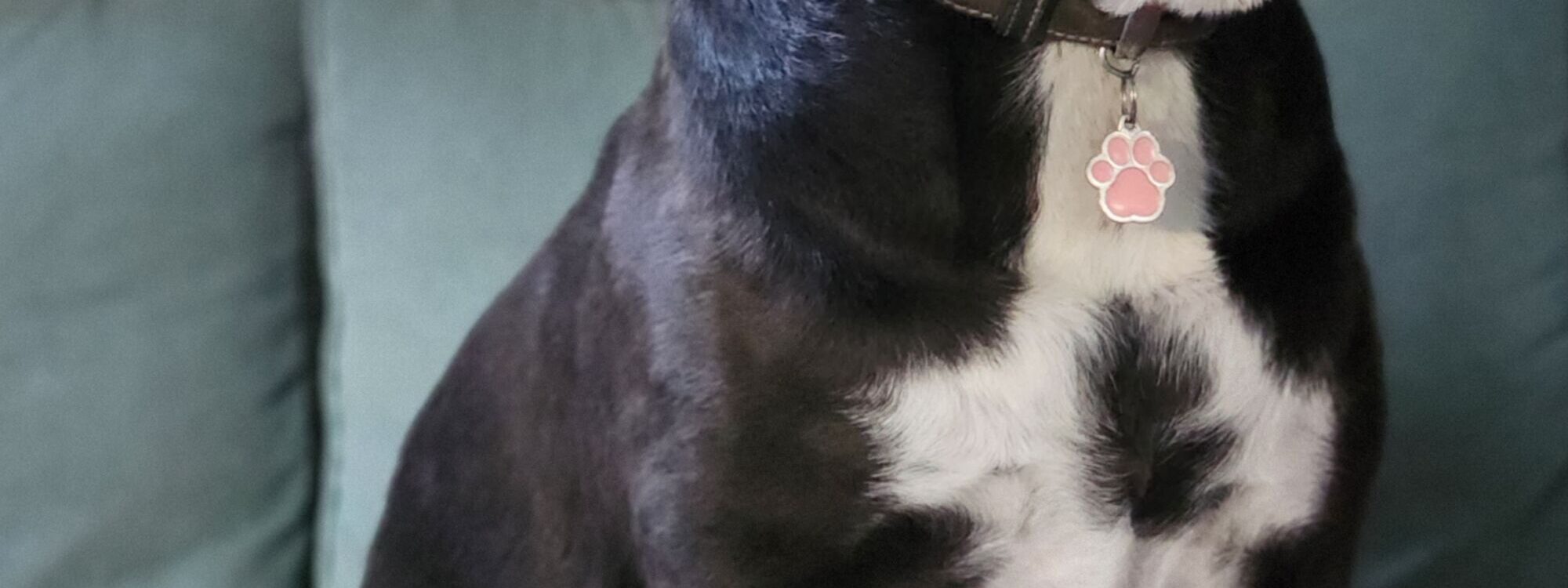 Nala S&eacute;lestat